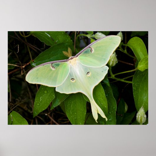 Luna Moth on Carnaby Clematis ポスター (正面)