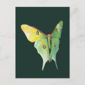Luna Moth Painting on Dark Background ポストカード (正面)