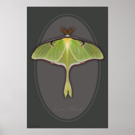 Luna Moth Poster -24x36 – その他のサイズ利用可能 ポスター