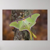 Luna Silk Moth ポスター (正面)