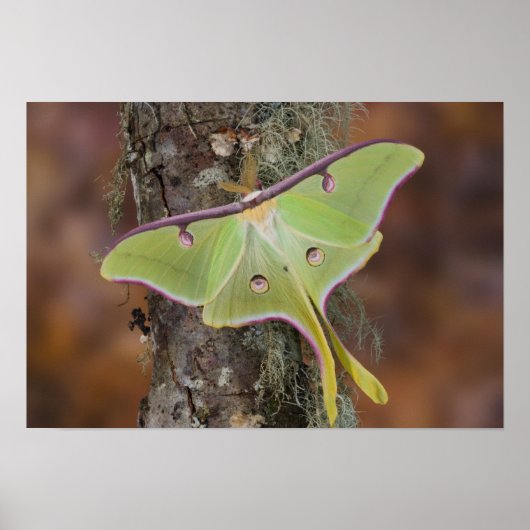 Luna Silk Moth ポスター (正面)