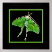 LunaonBlackframeのlunablackvertium ポスター (正面)