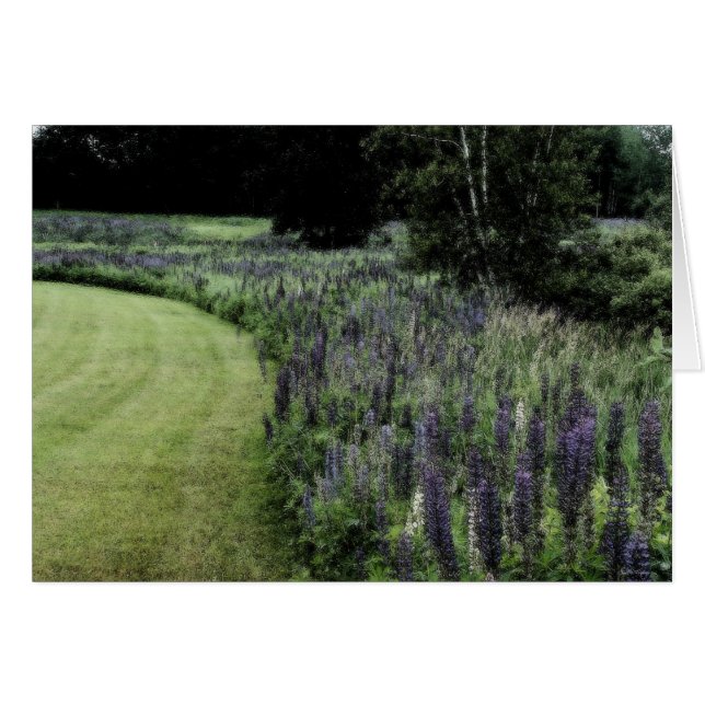 Lupineの差益 (正面横)