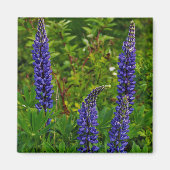 Lupines マグネット (正面)