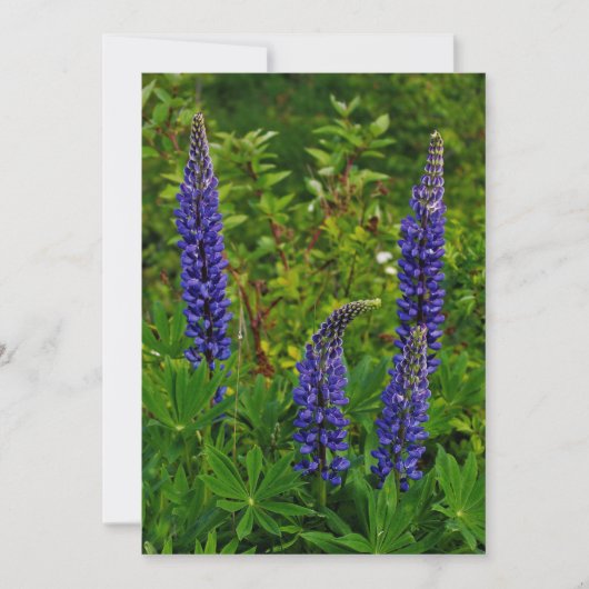 Lupines 招待状 (正面)