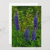 Lupines 招待状 (正面/裏面)