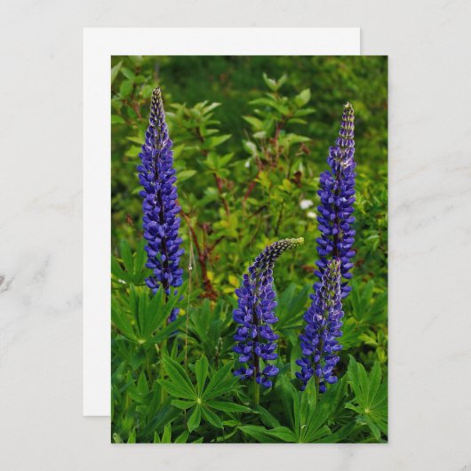 Lupines 招待状 (正面/裏面)