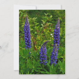 Lupines 招待状
