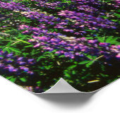 Lupines in Bloom | Kenai Mountains, Alaska ポスター (角)