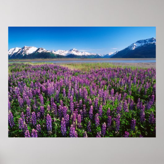Lupines in Bloom | Kenai Mountains, Alaska ポスター (正面)