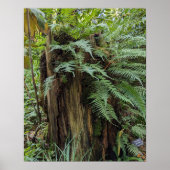 Lush Ferns Growing on Tree Stump Botanical ポスター (正面)