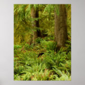 Lush Forest & Ferns | Ecola State Park, Oregon ポスター (正面)