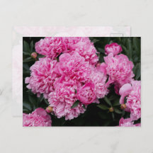 Lush Pink Peony Garden Floral Fine Art