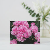 Lush Pink Peony Garden Floral Fine Art ポストカード (スタンド正面)