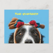 Lustiger Border Collie wünscht frohe Weihnachten ポストカード (正面)