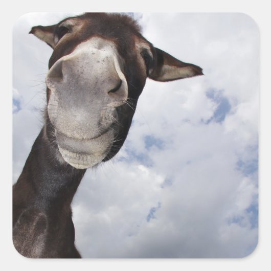 lustiger Esel スクエアシール (正面)