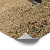 Lustiger Esel ポスター (角)