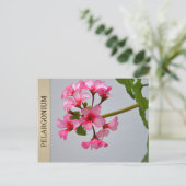 Lustra Pelargoniumはがき ポストカード (スタンド正面)