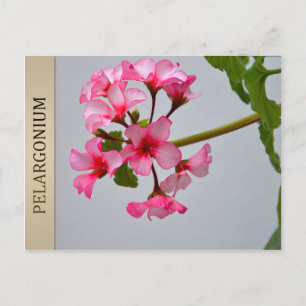 Lustra Pelargoniumはがき ポストカード