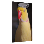 LutinoのインディアンのRingneckのインコのくちばし クリップボード (右)