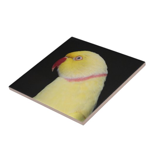 LutinoのインディアンのRingneckのインコの姿勢 タイル (側面)