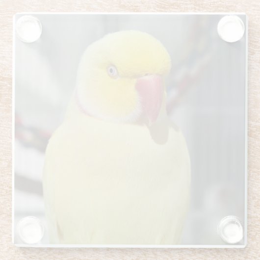 LutinoのインディアンのRingneckの柔らかいインコ ガラスコースター (裏面)