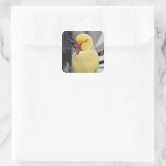 LutinoのインディアンのRingneckの柔らかいインコ スクエアシール (バッグ)