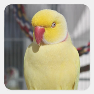 LutinoのインディアンのRingneckの柔らかいインコ スクエアシール