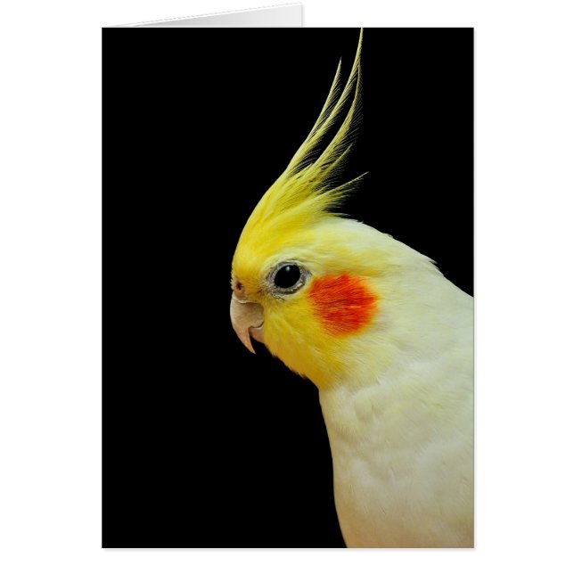 LutinoのCockatiel (正面)