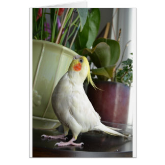 LutinoのCockatiel