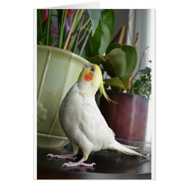 LutinoのCockatiel (正面)