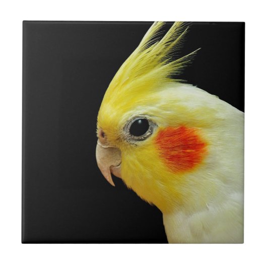 LutinoのCockatiel タイル (正面)
