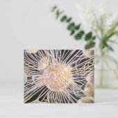 Lux ex Tenebris ポストカード (スタンド正面)