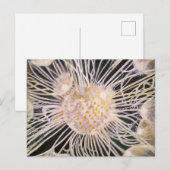 Lux ex Tenebris ポストカード (正面/裏面)