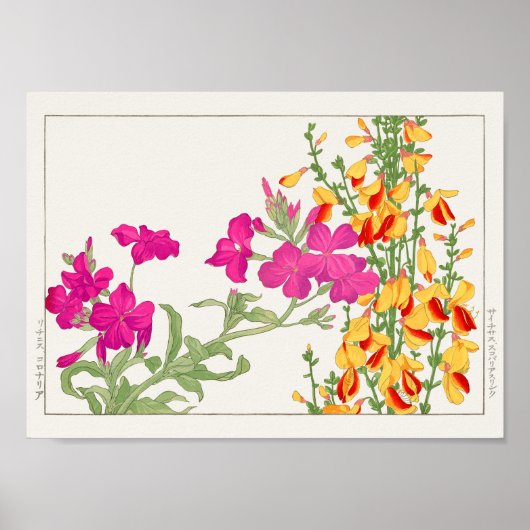 Lychnis coronaria, Cytisus by Tanigami Kona ポスター (正面)