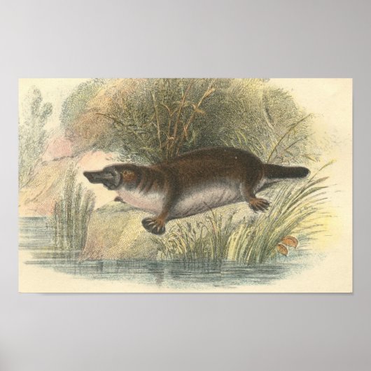 Lydekker - Platyplusポートフォリオ ポスター (正面)