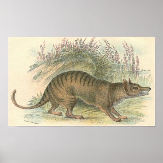Lydekker - Thylacine - Tasmanian Tiger Portfolio ポスター (正面)