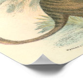 Lydekker - Thylacine - Tasmanian Tiger Portfolio ポスター (角)