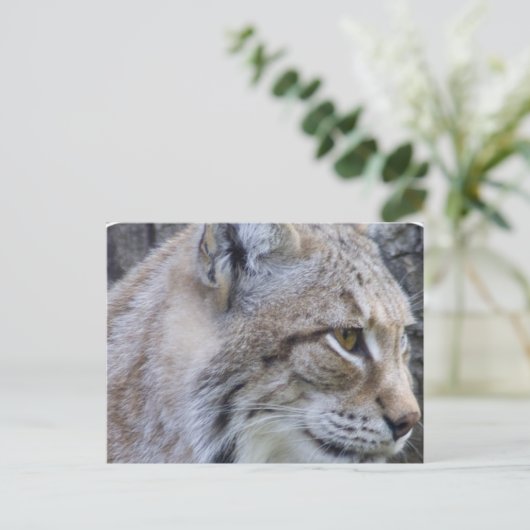Lynxはがき ポストカード (スタンド正面)