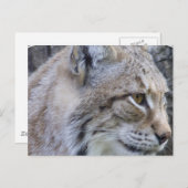 Lynxはがき ポストカード (正面/裏面)