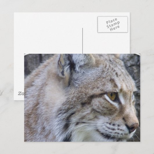 Lynxはがき ポストカード (正面/裏面)