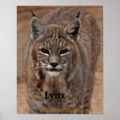 Lynx 5214 ポスター (正面)
