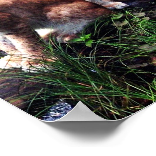 Lynxesのポスター ポスター (角)