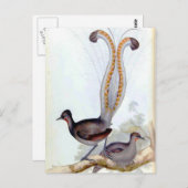 Lyre Bird Vintageポスター ポストカード (正面/裏面)