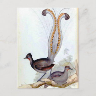 Lyre Bird Vintageポスター ポストカード