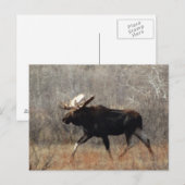 M10 バカマタギ ポストカード (正面/裏面)