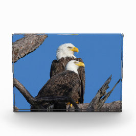 M15 & F23 – 新しいカップル フォトブロック