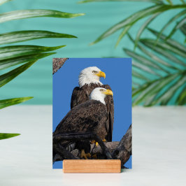 M15 & F23 by Desiree Deliz - A New Era at the Nest