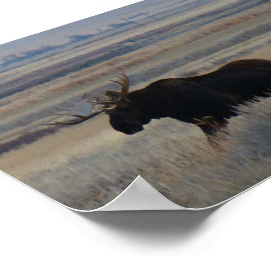 M2ブルムース ポスター (角)