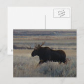 M2 ビッグブルー ムース ポストカード (正面/裏面)